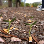 Cigg Seeds : Des mégots biodégradables qui contiennent une graine