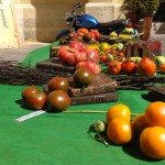 Fête de la tomate : découverte de milliers de variétés