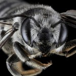 Les photographies d’abeilles de Sam Droege 