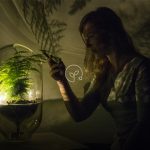 Alimenter une lampe avec l’énergie d’une plante